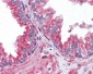 TUBA4A / TUBA1 Antibody (clone 2E11)